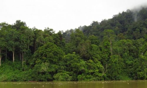 MALEZJA / Taman Negara / Park Narodowy / Las deszczowy