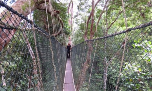 Zdjecie MALEZJA / Taman Negara / Park Narodowy / Wiszace pomosty (Canopy Walk)