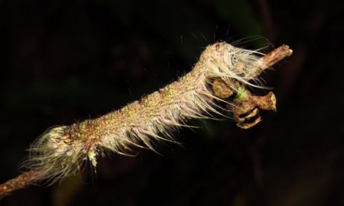 MALEZJA / Taman Negara / Park Narodowy / Gsiennica