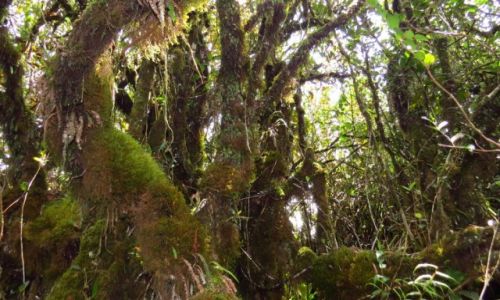 Zdjcie MALEZJA / Cameron Highlands / Tanah Rata / Las deszczowy, 200 mln lat