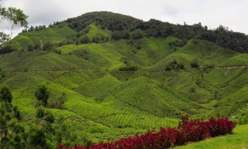 Zdjcie MALEZJA / Cameron Highlands / Tanah Rata / Plantacja herbaty
