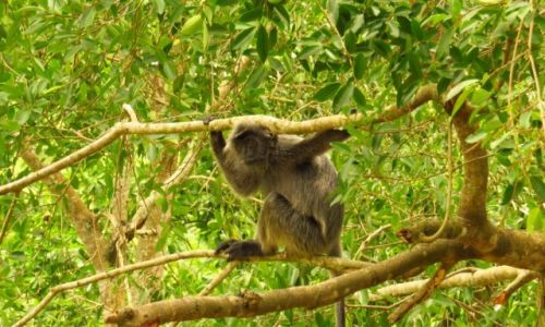 MALEZJA / Las namorzynowy / Kelang / Langur (Silver leaf monkey)