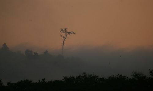 Zdjęcie MALEZJA / Sabah / Tabin Wildlife Reserve / Poranek