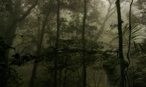 Zdjęcie MALEZJA / Sabah / Kinabalu Park / Konkurs-natura