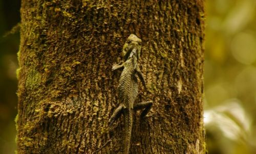 Zdjęcie MALEZJA / Sabah / Kinabalu Park / Jaszczur