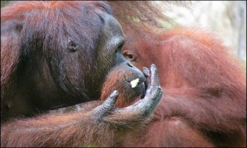 Zdjęcie MALEZJA / Borneo / Sepilok / Leśni ludzie z Borneo