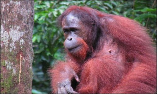 Zdjęcie MALEZJA / Borneo / Sepilok / Leśni ludzie z Borneo 2