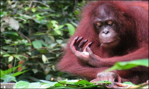 Zdjęcie MALEZJA / Borneo / Sepilok / Leśni ludzie z Borneo 3