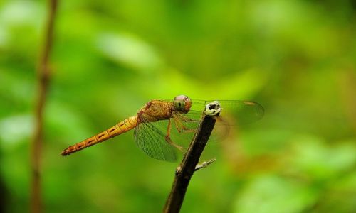 Zdjecie MALEZJA / - / Kuala Lumpur, Botanic Garden / Waka - konkurs makro