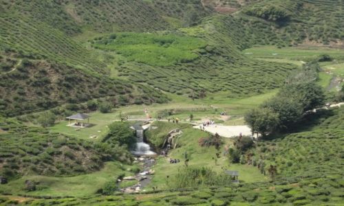 Zdjcie MALEZJA / Cameron Highlands / Tanah Rata / plantacja herbaty