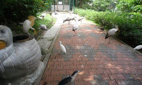 Zdjcie MALEZJA / KUALA LUMPUR / BIRD PARK / KL BIRD PARK