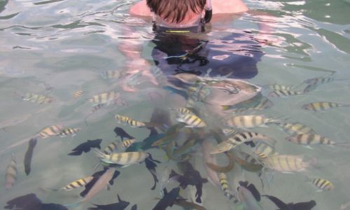 Zdjcie MALEZJA / Tioman / Malaysia - Tioman Island / Malezja - Ryby