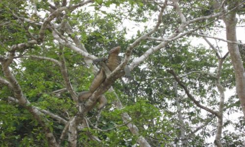 Zdjcie MALEZJA / Borneo / Kinabatangan River / Waran