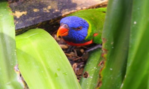 Zdjcie MALEZJA / Kuala Lumpur / Bird Park / A si schowam