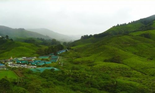 Zdjecie MALEZJA / Cameron Highlands / Herbaciana plantacja / Tu pi herbata