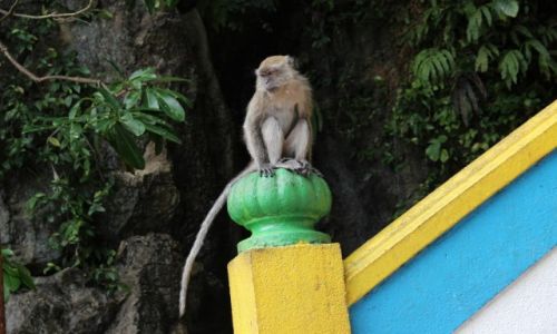 MALEZJA / Kuala Lumpur / Kuala Lumpur / Mapka przy schodach do Batu Caves