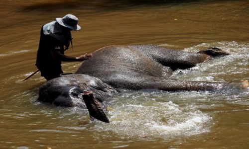 Zdjecie MALEZJA / Pahang / Kuala Gandah / Elephant Sanctuary