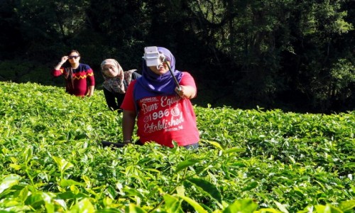 Zdjcie MALEZJA / Cameron Highlands / BOH / Selfie w herbacie