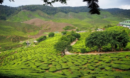 Zdjecie MALEZJA / Cameron Highlands / Cameron Valley / Zielona Dolina