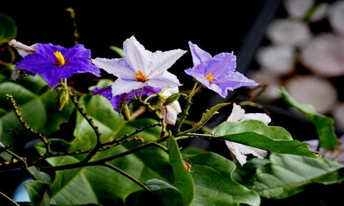 Zdjcie MALEZJA / Cameron Highlands / BOH / Fioletowe....