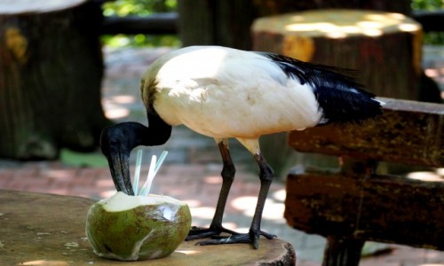 Zdjcie MALEZJA / rodkowa cz Pw. Malajskiego / Bird Park KL / Posiek