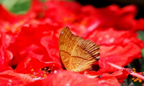 Zdjecie MALEZJA / rodkowa cz Pw. Malajskiego / Butterfly  Park KL  / W kwiatach....