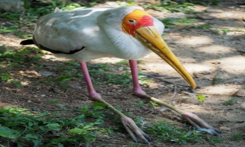 Zdjecie MALEZJA / rodkowa cz Pw. Malajskiego / Bird Park KL / a tak sobie siadem...