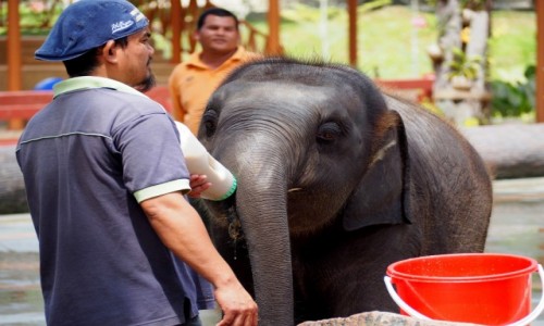Zdjcie MALEZJA / rodkowa cz Pw. Malajskiego / Kuala Gandah / Elephant Sanctuary