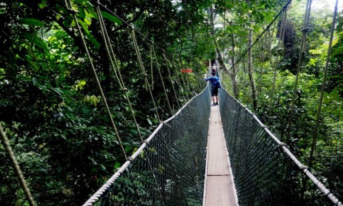 Zdjecie MALEZJA / rodkowa cz Pw. Malajskiego / Taman Negara  / Canopy walkway