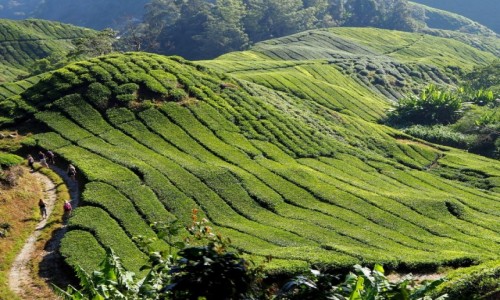 Zdjecie MALEZJA / Cameron Highlands / BOH TEA / Herbaciane pola Malezji