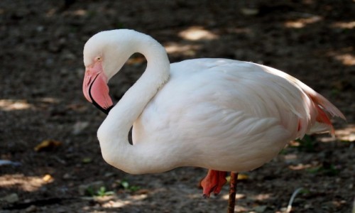 Zdjęcie MALEZJA / środkowa część półwyspu Malajskiego / KL / Bird Park
