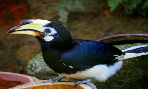 Zdjęcie MALEZJA / środkowa część płw. Malajskiego / KL / Bird Park