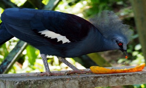 Zdjcie MALEZJA / KL / Bird Park / Koroniec plamoczuby