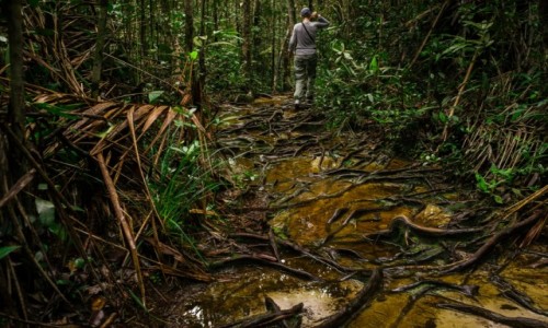 Zdjecie MALEZJA / Borneo / Bako / Galeria testowa - wgrywanie zdjc do artykuu. 