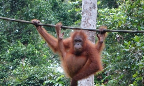 Zdjecie MALEZJA / Sandakan / Sepilok / Kacy - tuciutki orangutanek 
