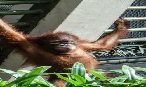 Zdjęcie MALEZJA / Sandakan / Sepilok / mój faworyt - leniwy Gelison