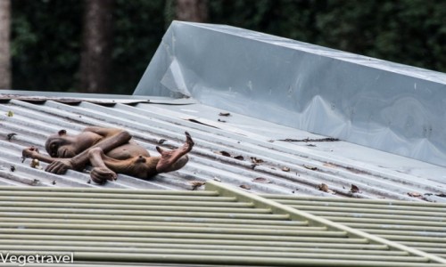 Zdjęcie MALEZJA / Sabah / Sepilok Orangutan Rehabilitation Centre / Orangutan inny niż wszystkie
