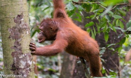 Zdjęcie MALEZJA / Sabah / Sepilok Orangutan Rehabilitation Centre / Angelina Jolie Orangutanów