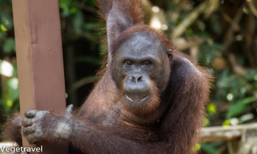 Zdjecie MALEZJA / Sabah / Sepilok Orangutan Rehabilitation Centre / Ceria - niegrzeczny orangutan :)