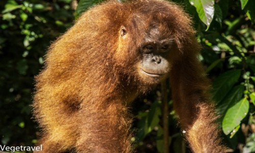 Zdjęcie MALEZJA / Sabah / Sepilok Orangutan Rehabilitation Centre / Kacy - wygląda sympatycznie, tylko wygląda ...