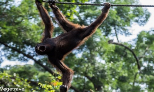 Zdjęcie MALEZJA / Sabah / Sepilok Orangutan Rehabilitation Centre / Ceria - zły orangutan :)