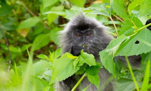 Zdjecie MALEZJA / Borneo / NP Bako / Silvered leaf monkey