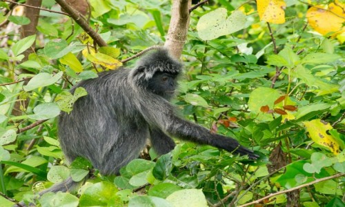 Zdjecie MALEZJA / Borneo / NP Bako / Silvered leaf monkey