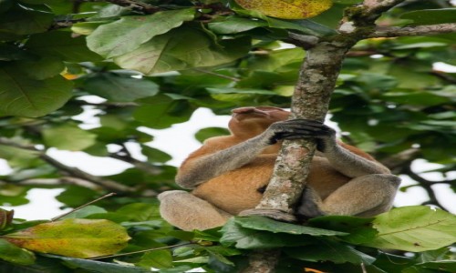 Zdjcie MALEZJA / Borneo / NP Bako / Mieszkaniec dungli