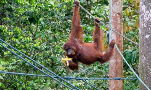 Zdjecie MALEZJA / Borneo / Semenggogh Nature Reserve / Banany s ok!