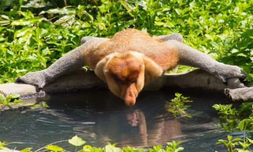 Zdjecie MALEZJA / Borneo / Labuk Bay / Lustereczko powiedz....