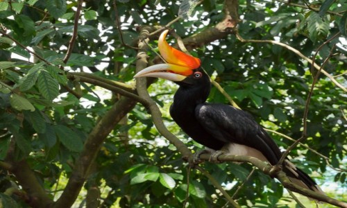 Zdjecie MALEZJA / Borneo / Borneo / Dzioboroec aobny