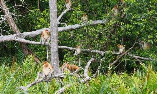 Zdjecie MALEZJA / Borneo / Labuk Bay / Ile nosaczy jest na zdjciu?