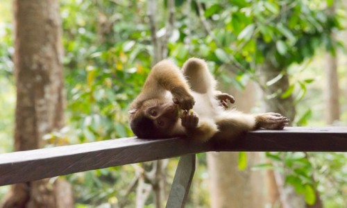 Zdjecie MALEZJA / Borneo / Sepilok / Je mona w kadej pozycji