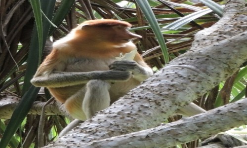 Zdjęcie MALEZJA / Bako / Borneo / śniadane